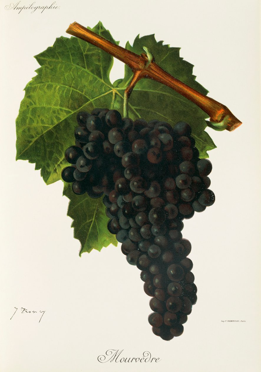 Winogrono Mourvedre J.Troncy autorstwa Jules Troncy