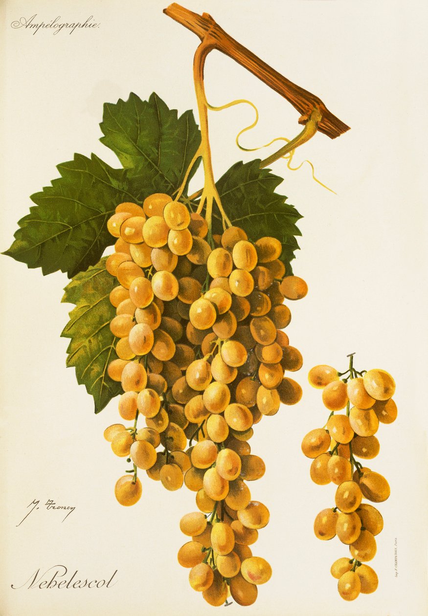 Winogrona Nebelescol J.Troncy autorstwa Jules Troncy