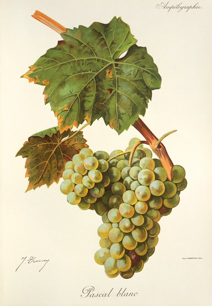 Winogrona Pascal Blanc J.Troncy autorstwa Jules Troncy