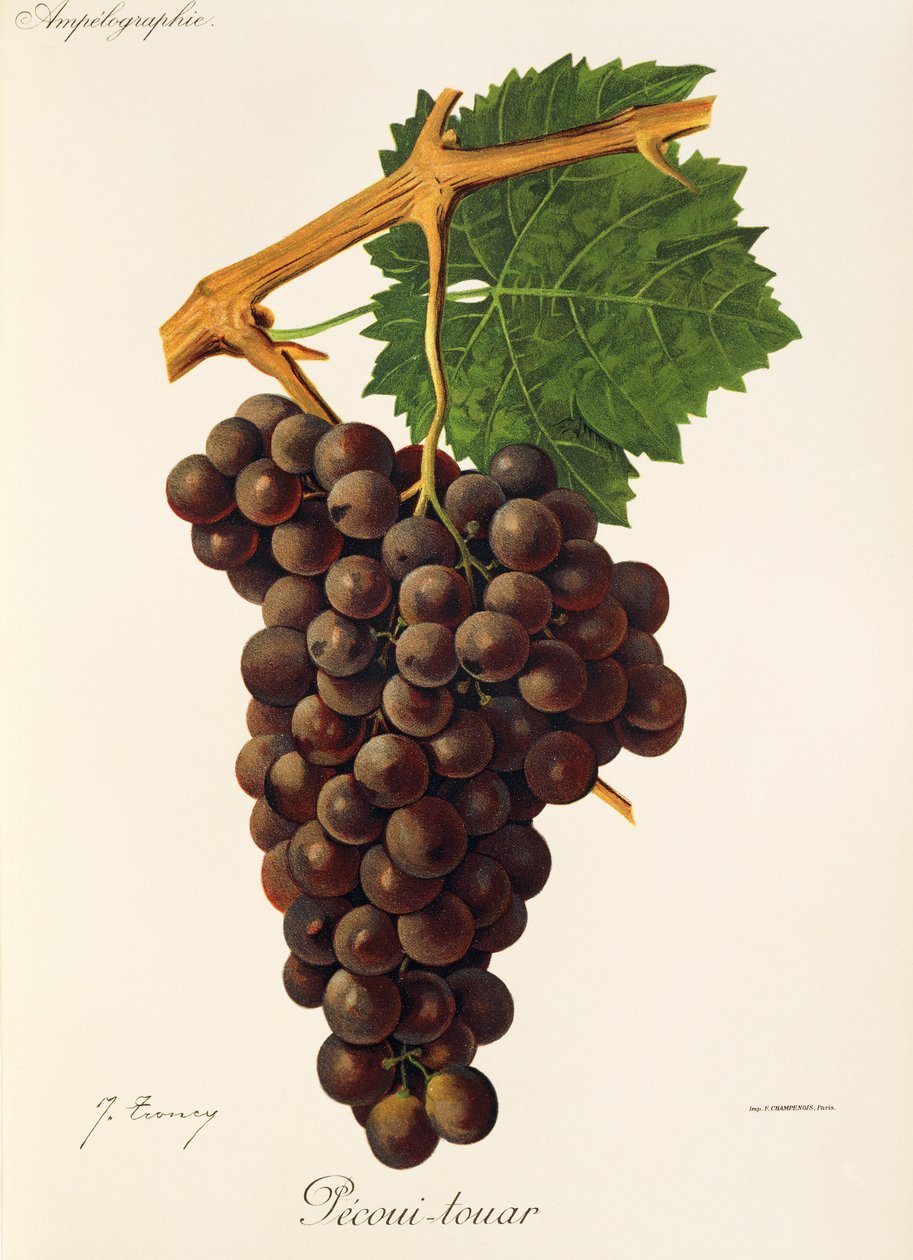 Pecoui-touar winogron J.Troncy autorstwa Jules Troncy