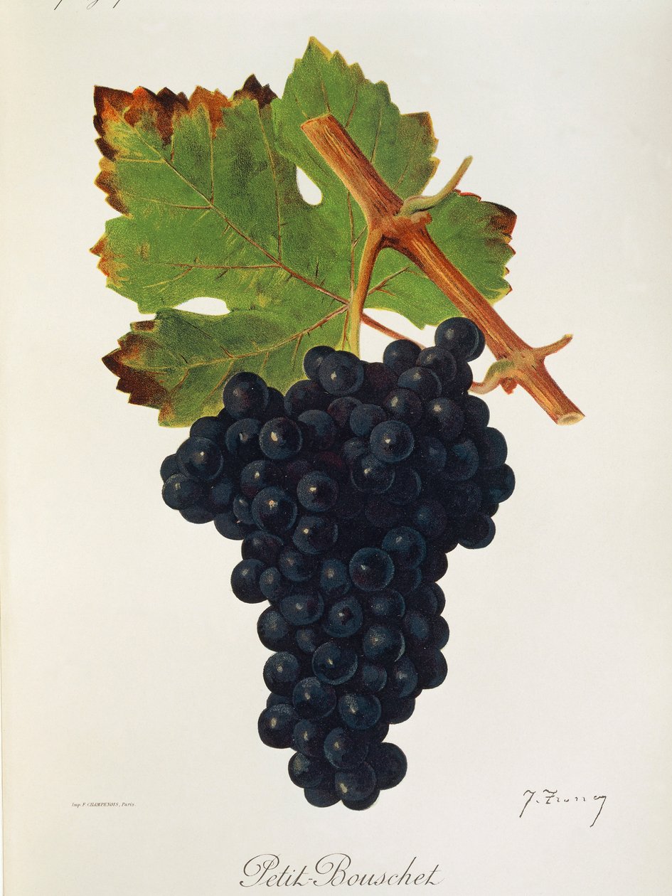 Winogrono Petit Bouschet J.Troncy autorstwa Jules Troncy