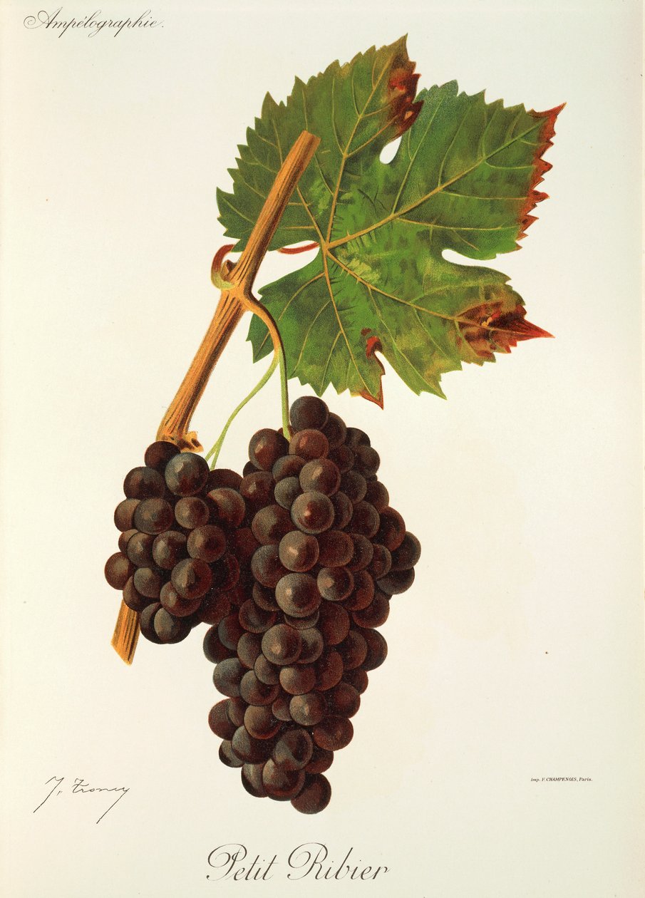 Winogrona Petit Ribier J.Troncy autorstwa Jules Troncy