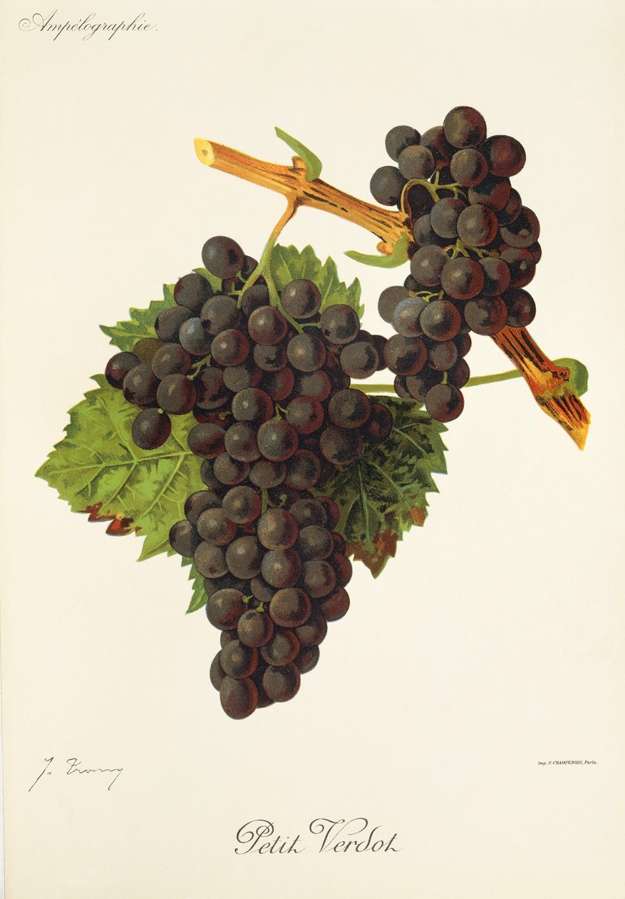 Winogrono Petit Verdot J.Troncy autorstwa Jules Troncy