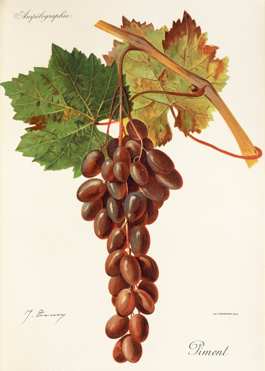 Winogrono pimentowe J.Troncy autorstwa Jules Troncy
