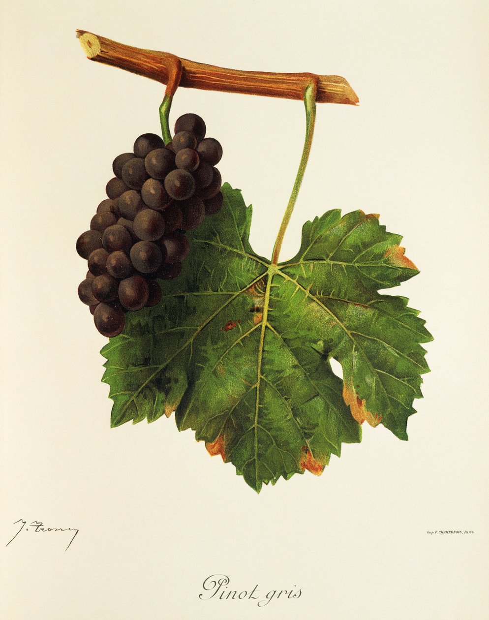 Winogrono Pinot Gris J.Troncy autorstwa Jules Troncy