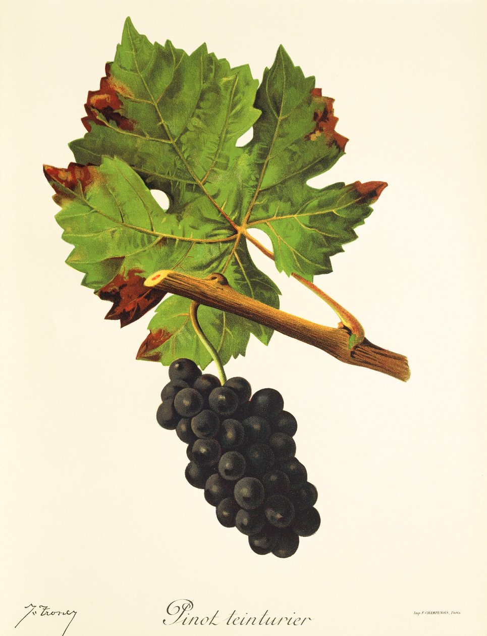 Winogrono Pinot Teinturier J.Troncy autorstwa Jules Troncy