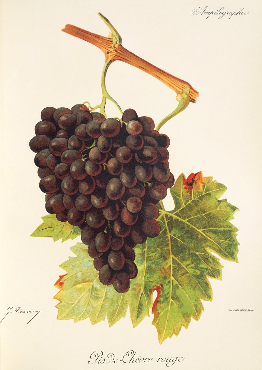 Winogrona Pis-de-Chevre Rouge J.Troncy autorstwa Jules Troncy