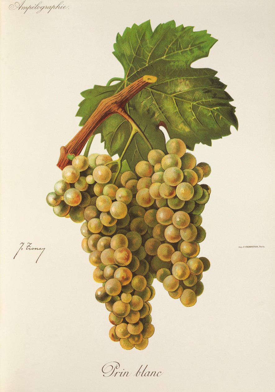 Winogrona Prin Blanc J.Troncy autorstwa Jules Troncy