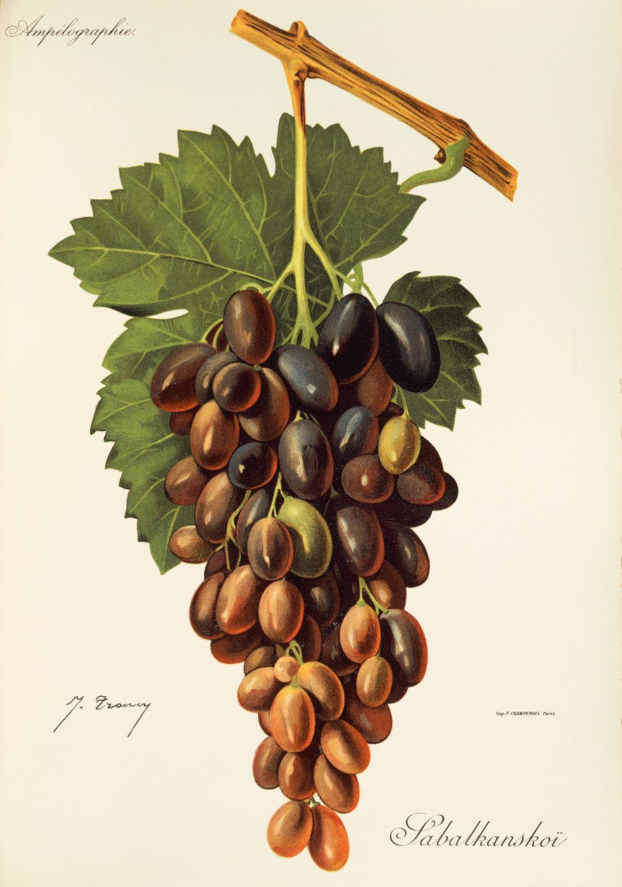 Winogrona Sabalkanskoi J.Troncy autorstwa Jules Troncy