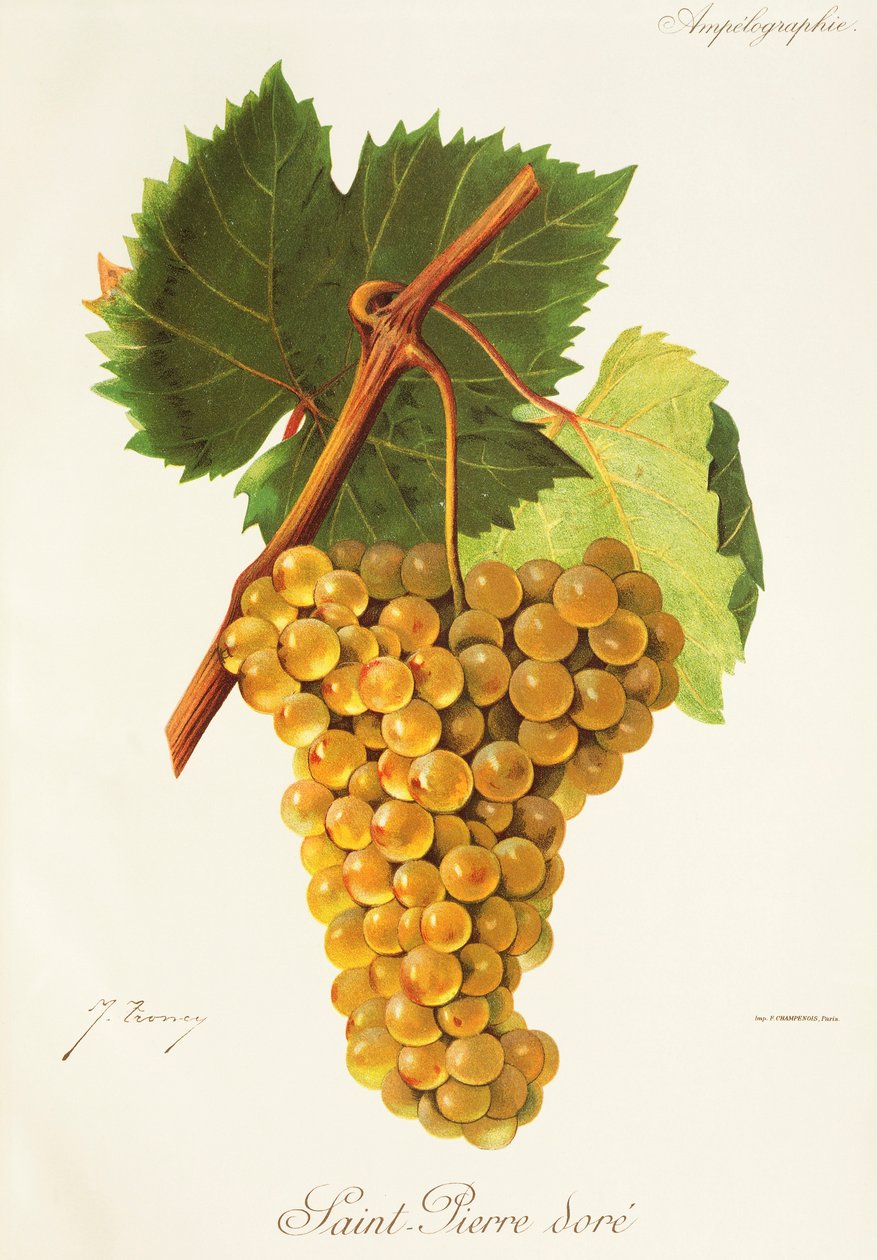 Winogrona Saint-Pierre Dore” J.Troncy autorstwa Jules Troncy