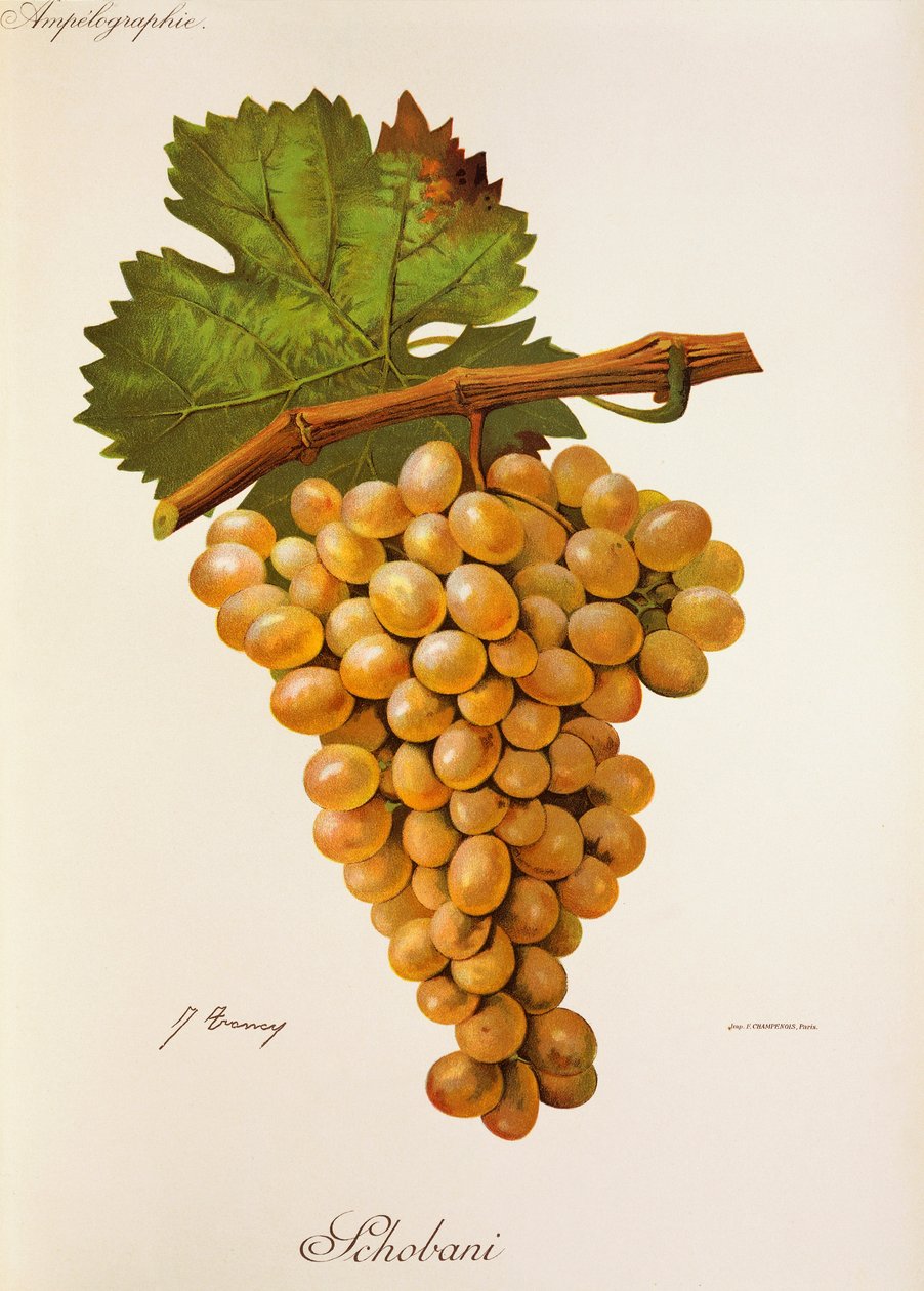 Winogrona Schobani J.Troncy autorstwa Jules Troncy