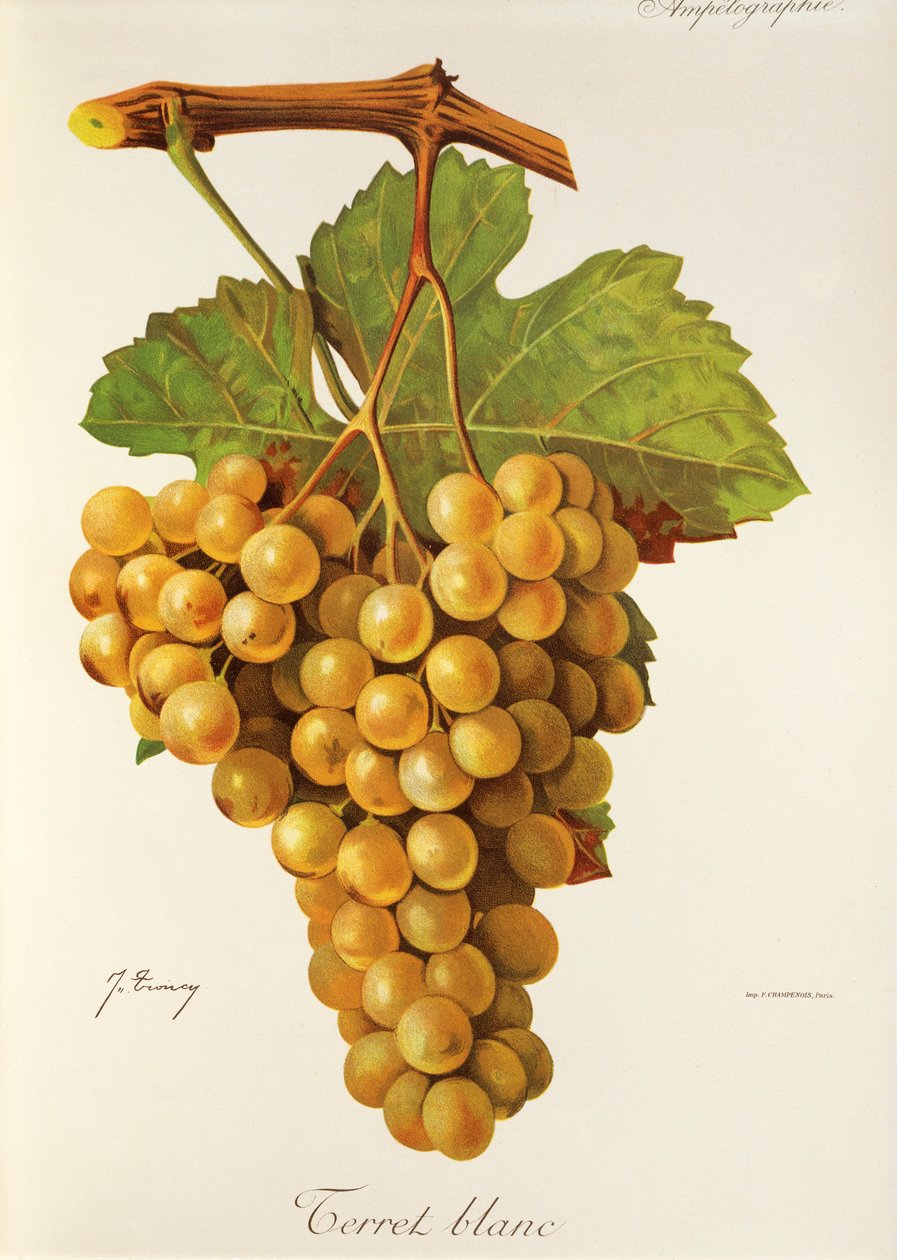 Winogrona Terret Blanc J.Troncy autorstwa Jules Troncy
