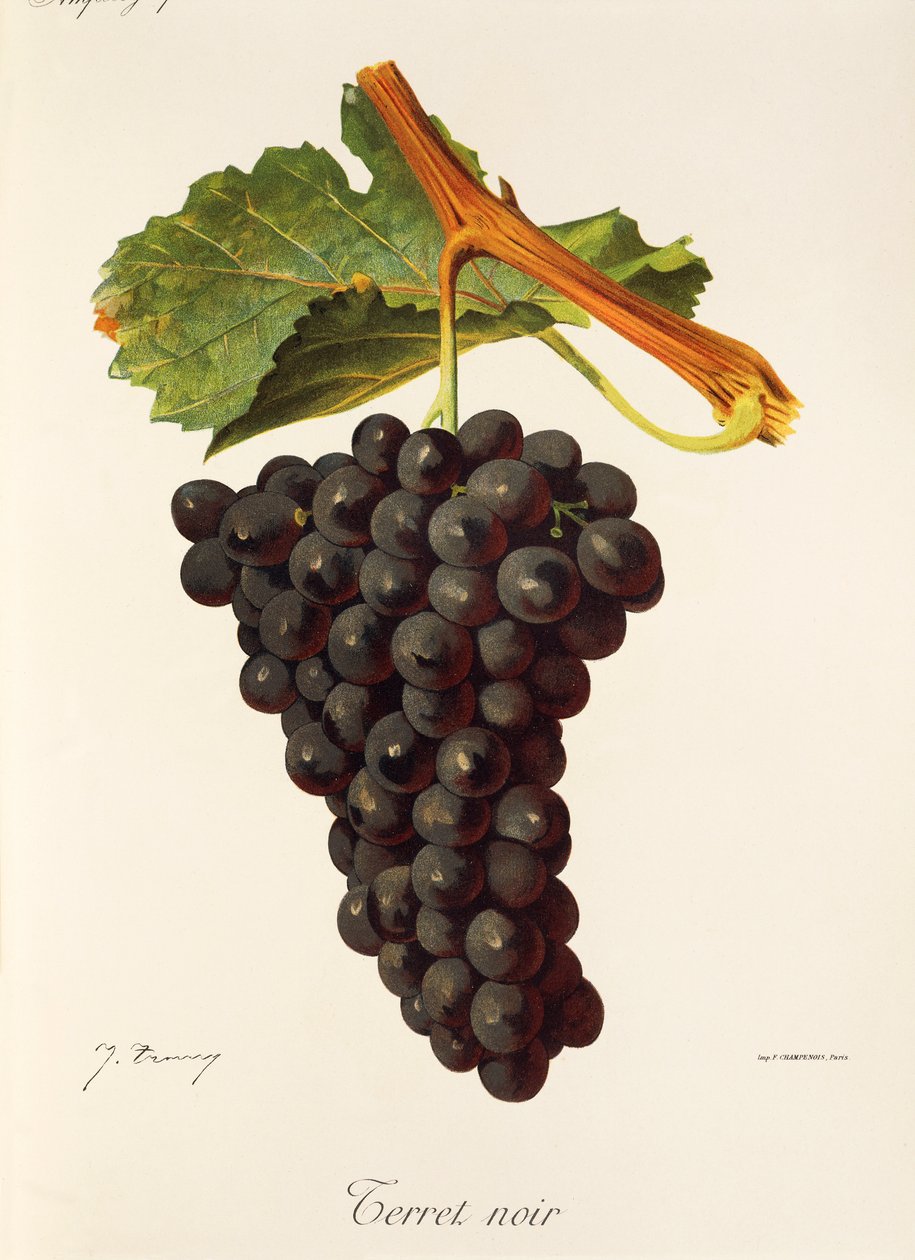 Winogrono Terret Noir J.Troncy autorstwa Jules Troncy