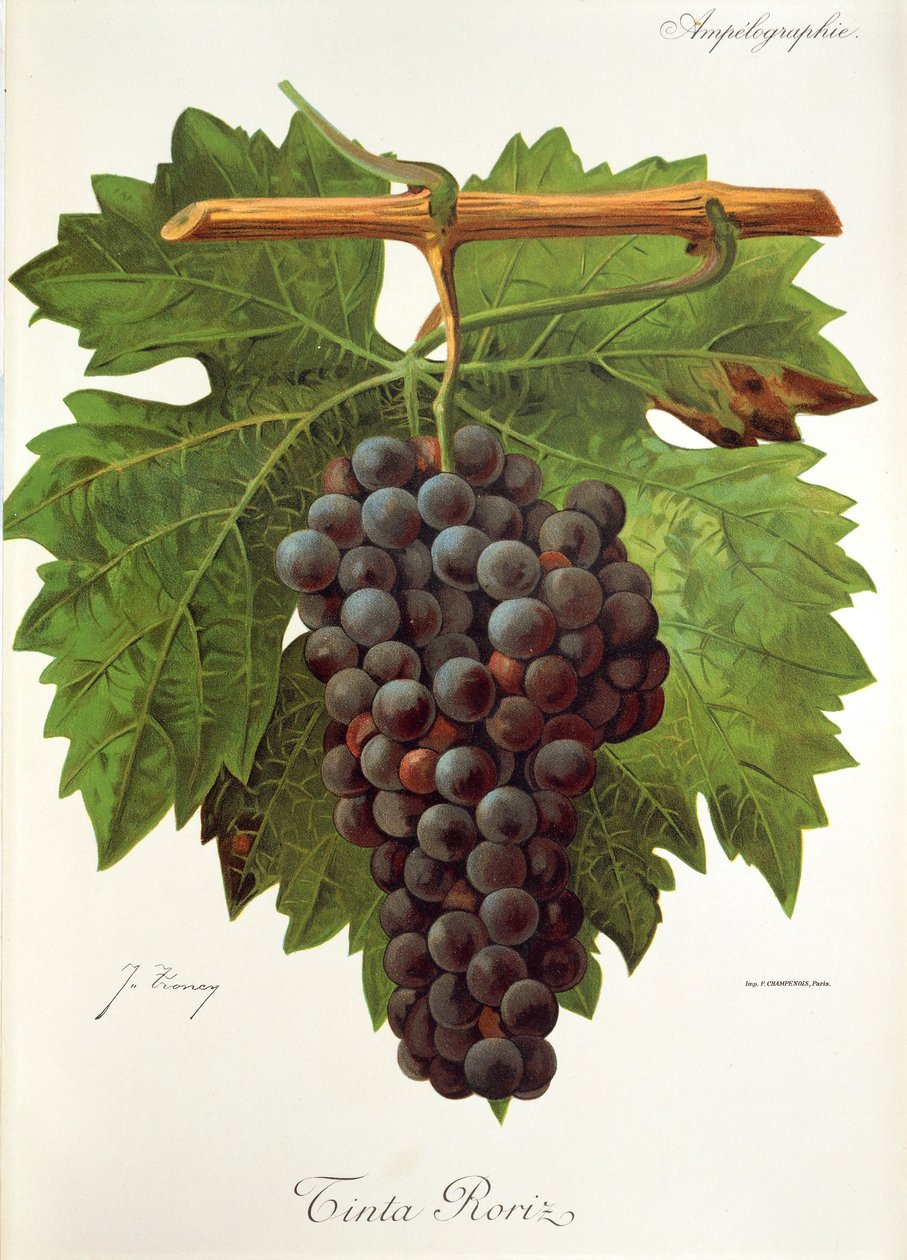 Winogrona Ink Roriz autorstwa J. Troncy autorstwa Jules Troncy