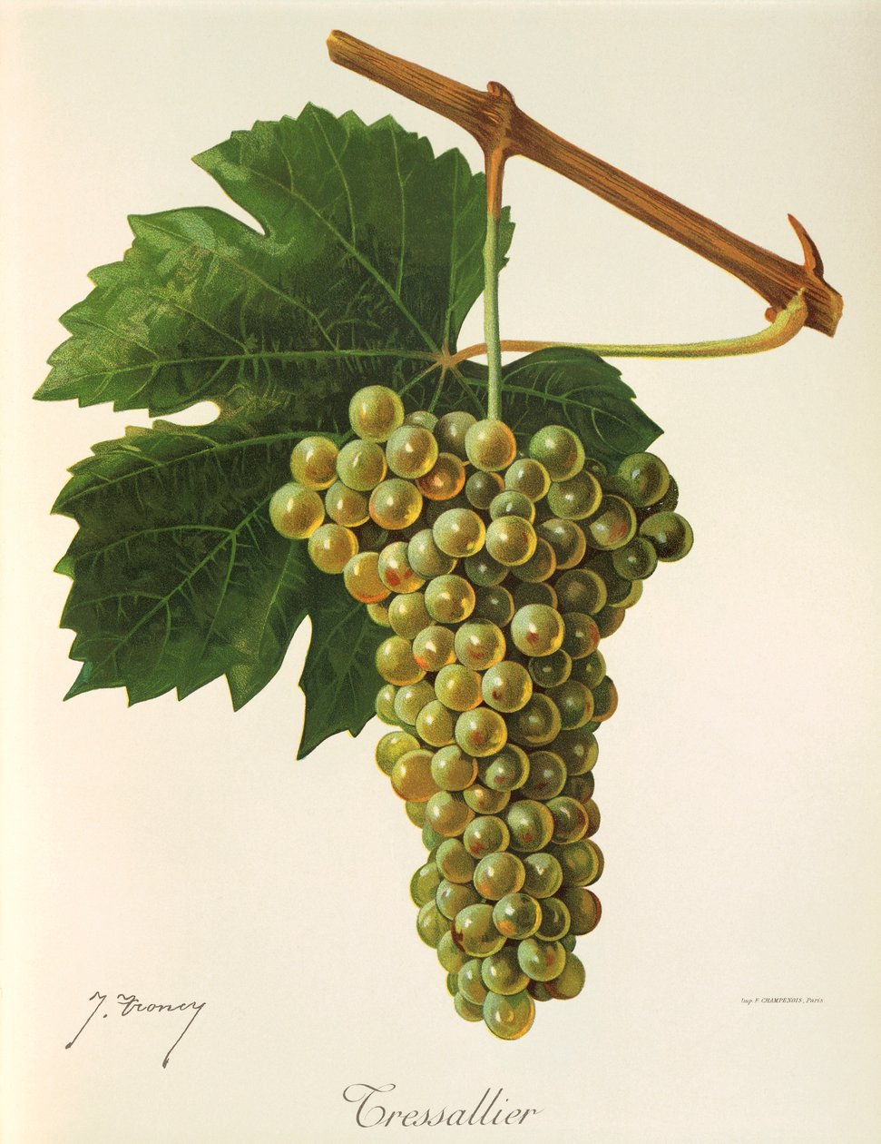 Winogrono Tressallier J.Troncy autorstwa Jules Troncy