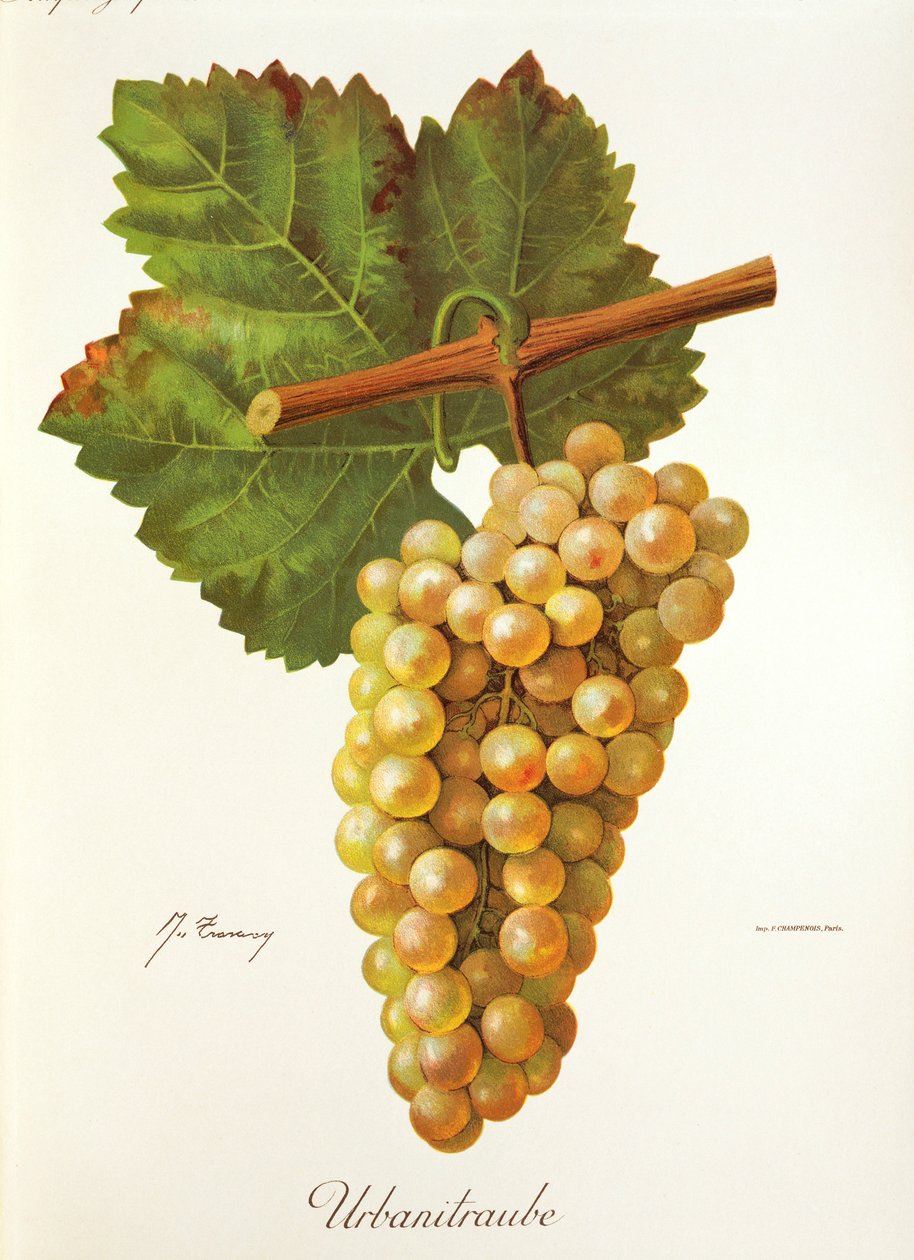 Winogrona Urbanitraube J.Troncy autorstwa Jules Troncy