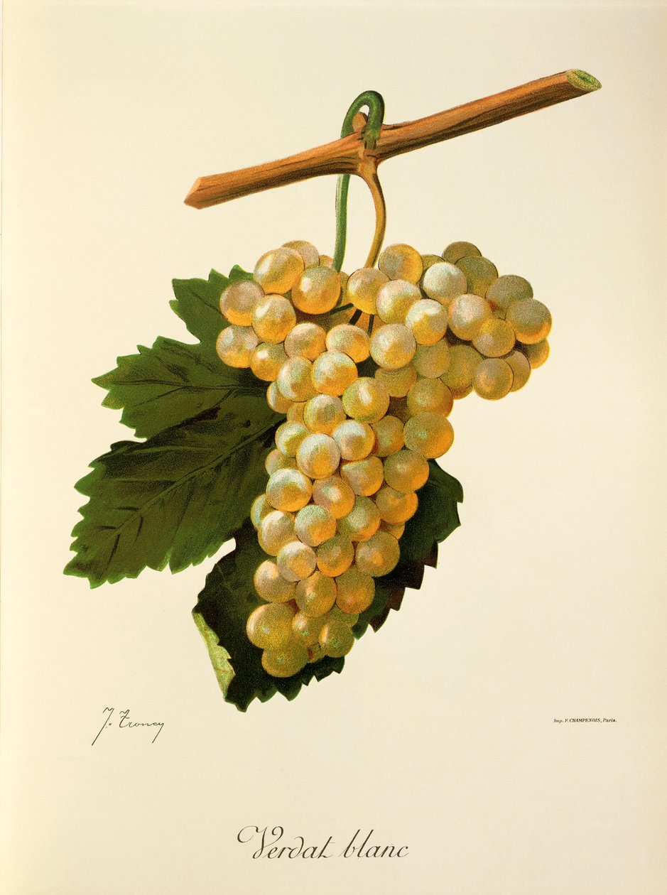 Winogrono Verdat Blanc J.Troncy autorstwa Jules Troncy