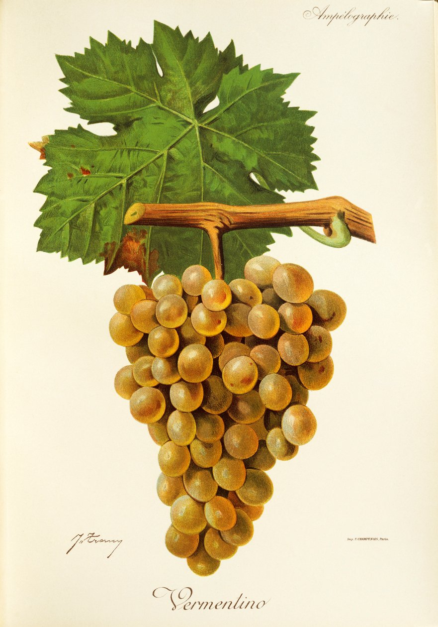 Winogrona Vermentino J.Troncy autorstwa Jules Troncy