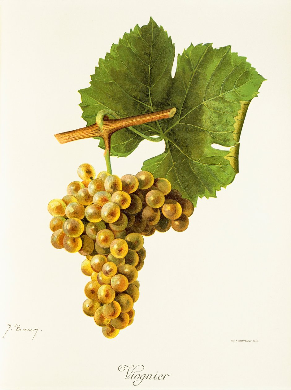 Winogrona Viognier J.Troncy autorstwa Jules Troncy