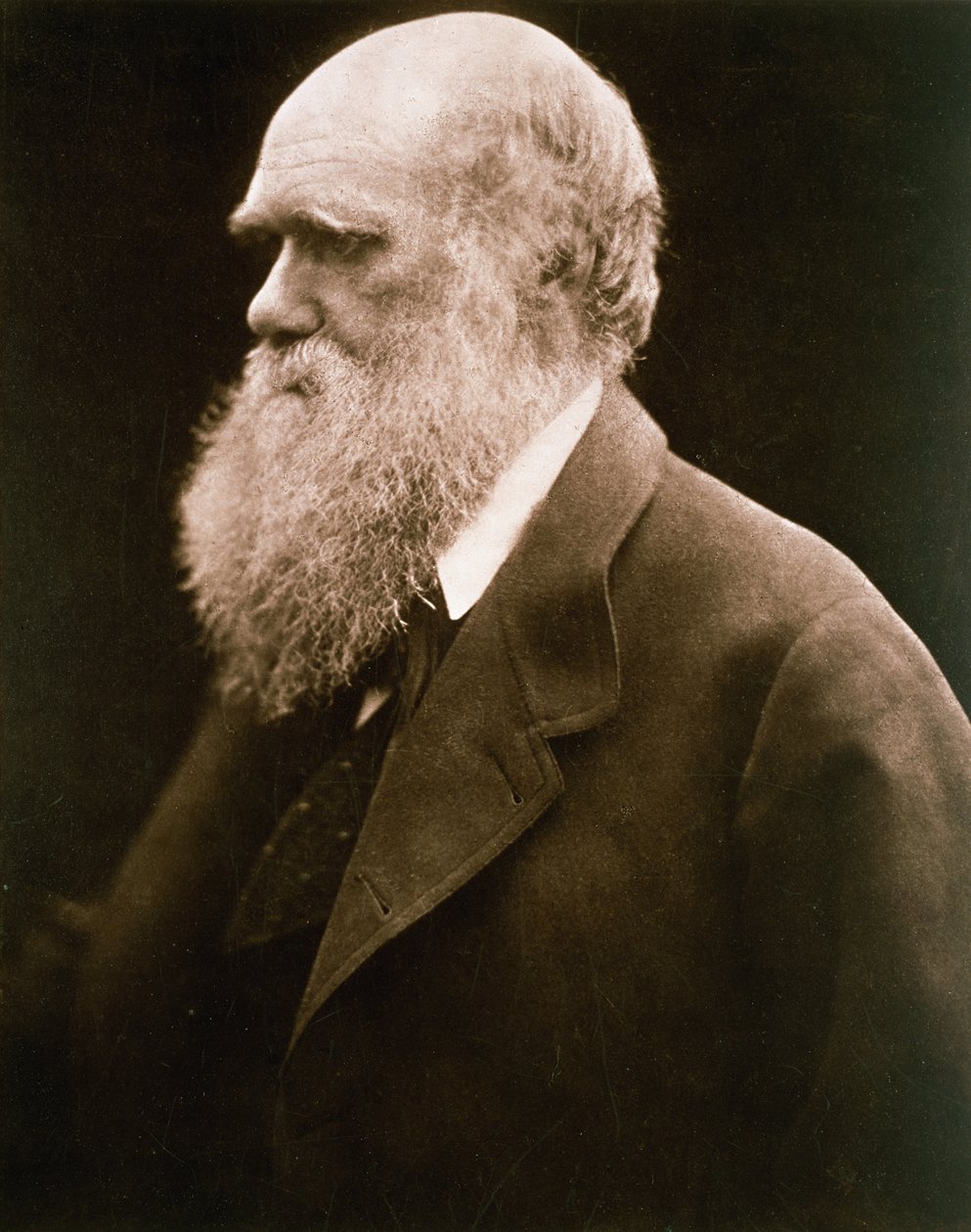 Karol Darwin, ok. 1870 r. autorstwa Julia Margaret Cameron