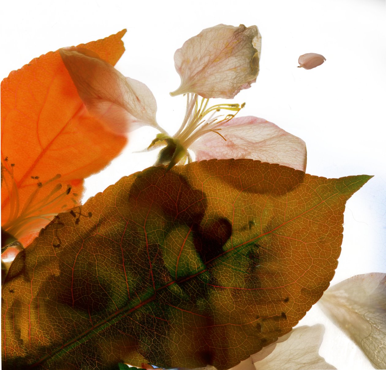 Crabapple Rose I, 2014, (fotogram cyfrowy, oryginalny druk cyfrowy) autorstwa Julia McLemore