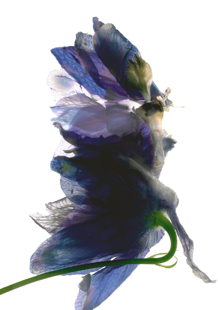 Delphinium Dance, 2009, (fotogram cyfrowy, oryginalny druk cyfrowy) autorstwa Julia McLemore