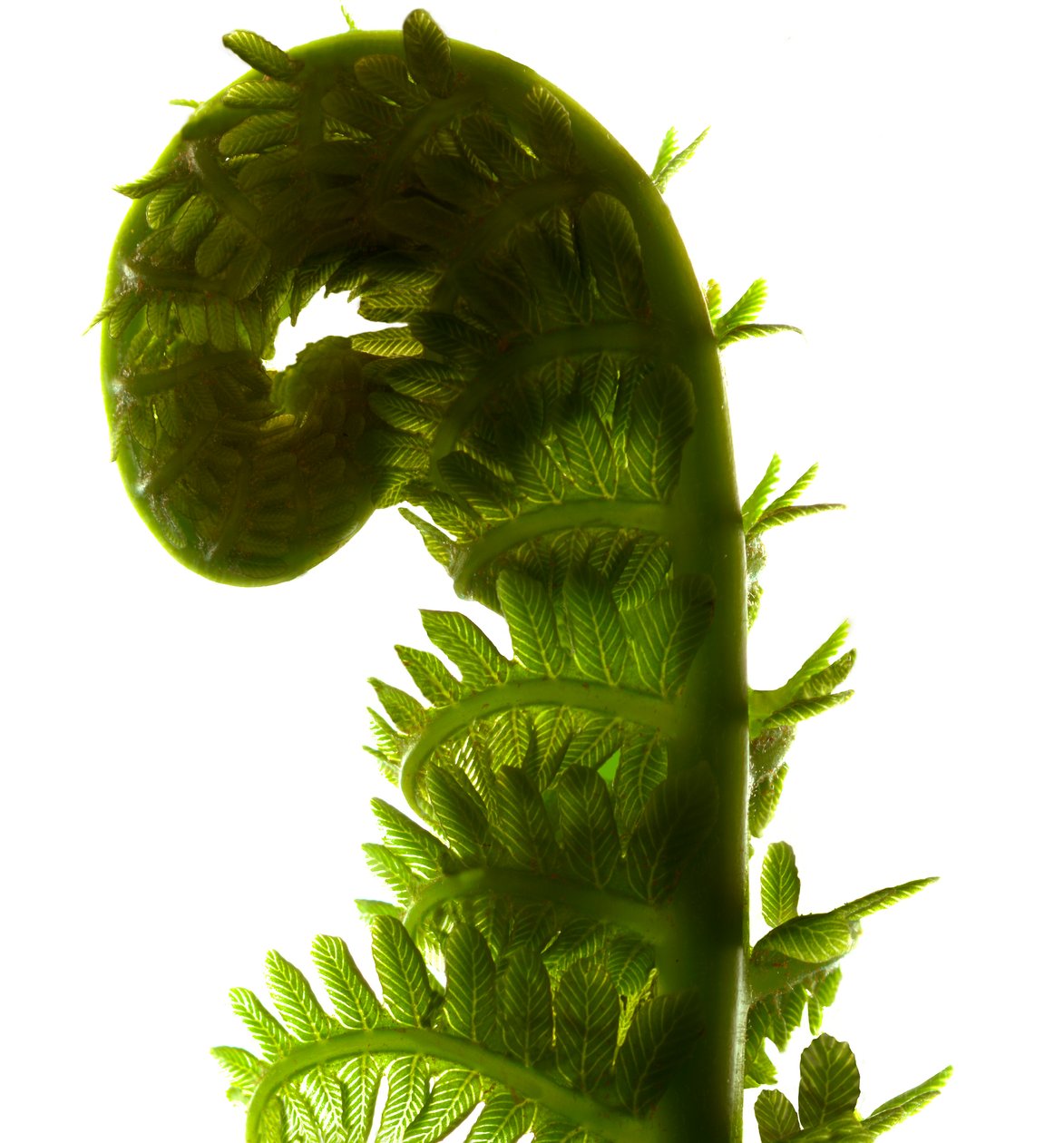 Fern Curve, 2009, (fotogram cyfrowy, oryginalny druk cyfrowy) autorstwa Julia McLemore