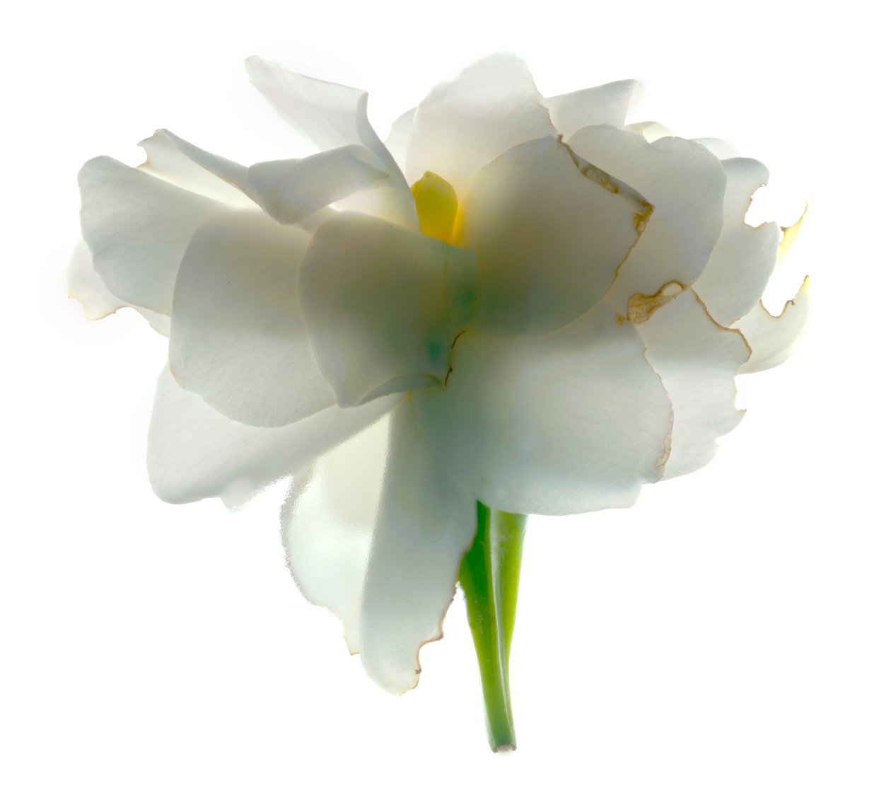 Gardenia Float, 2011, (fotogram cyfrowy, oryginalny druk cyfrowy) autorstwa Julia McLemore