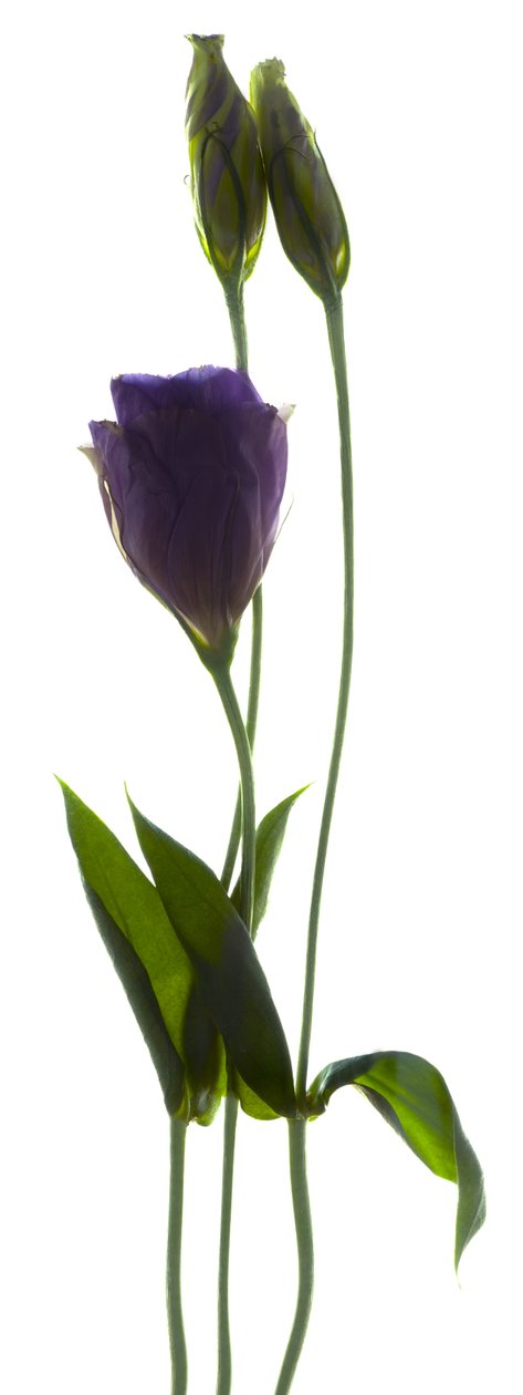 Lisianthus Duo (fotogram cyfrowy, oryginalny druk cyfrowy) autorstwa Julia McLemore