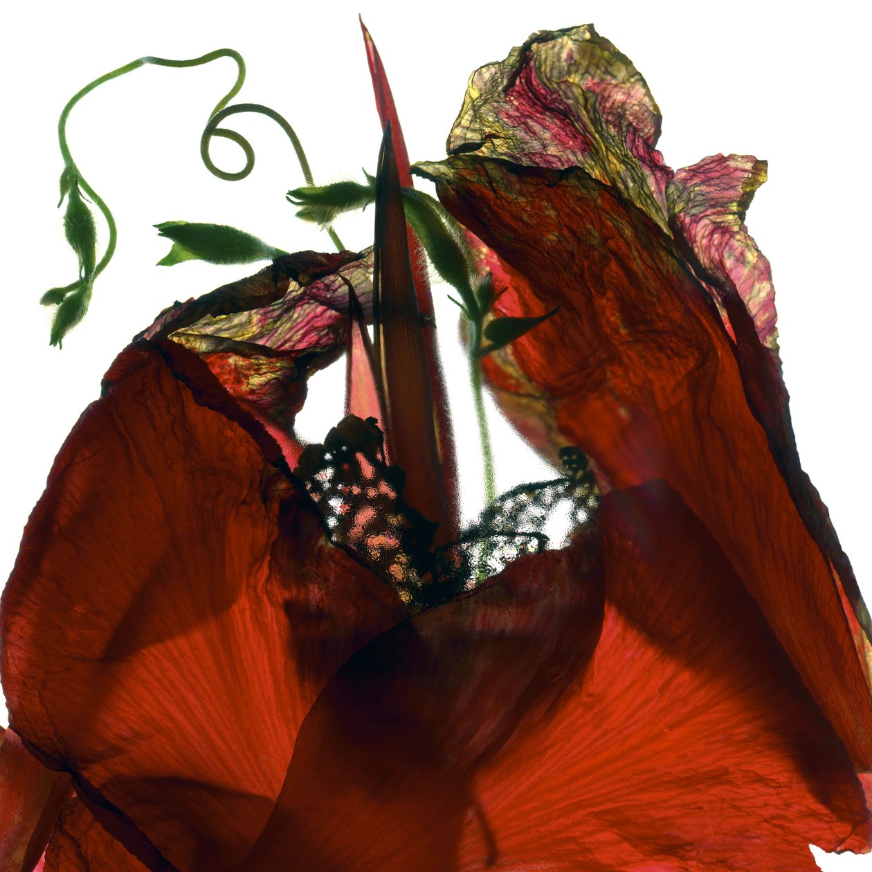 Morning Glory Canna Red (fotogram cyfrowy, oryginalny druk cyfrowy) autorstwa Julia McLemore