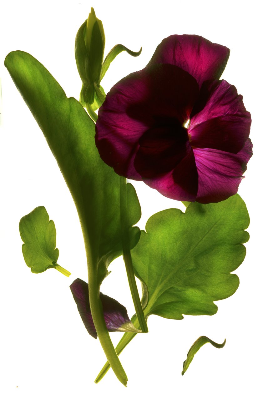 Pansy Purple, 2014, (fotogram cyfrowy, oryginalny druk cyfrowy) autorstwa Julia McLemore