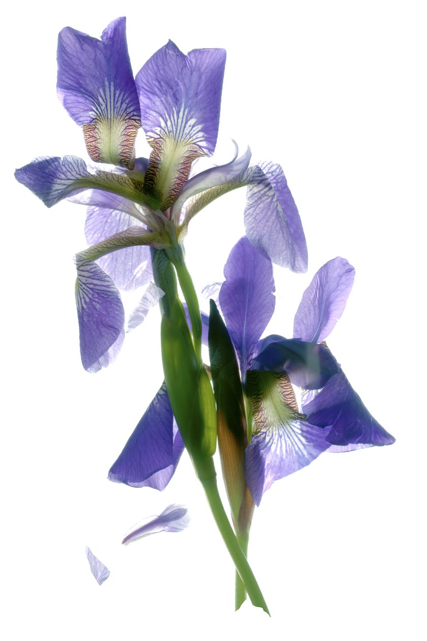 Taniec irysów Todda (fotogram cyfrowy, oryginalna odbitka cyfrowa) autorstwa Julia McLemore