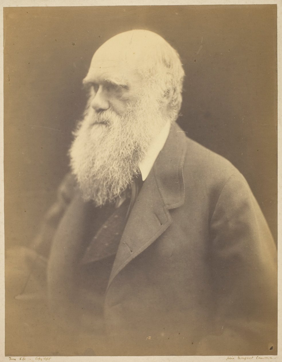 Karol Darwin autorstwa Julia Margaret Cameron