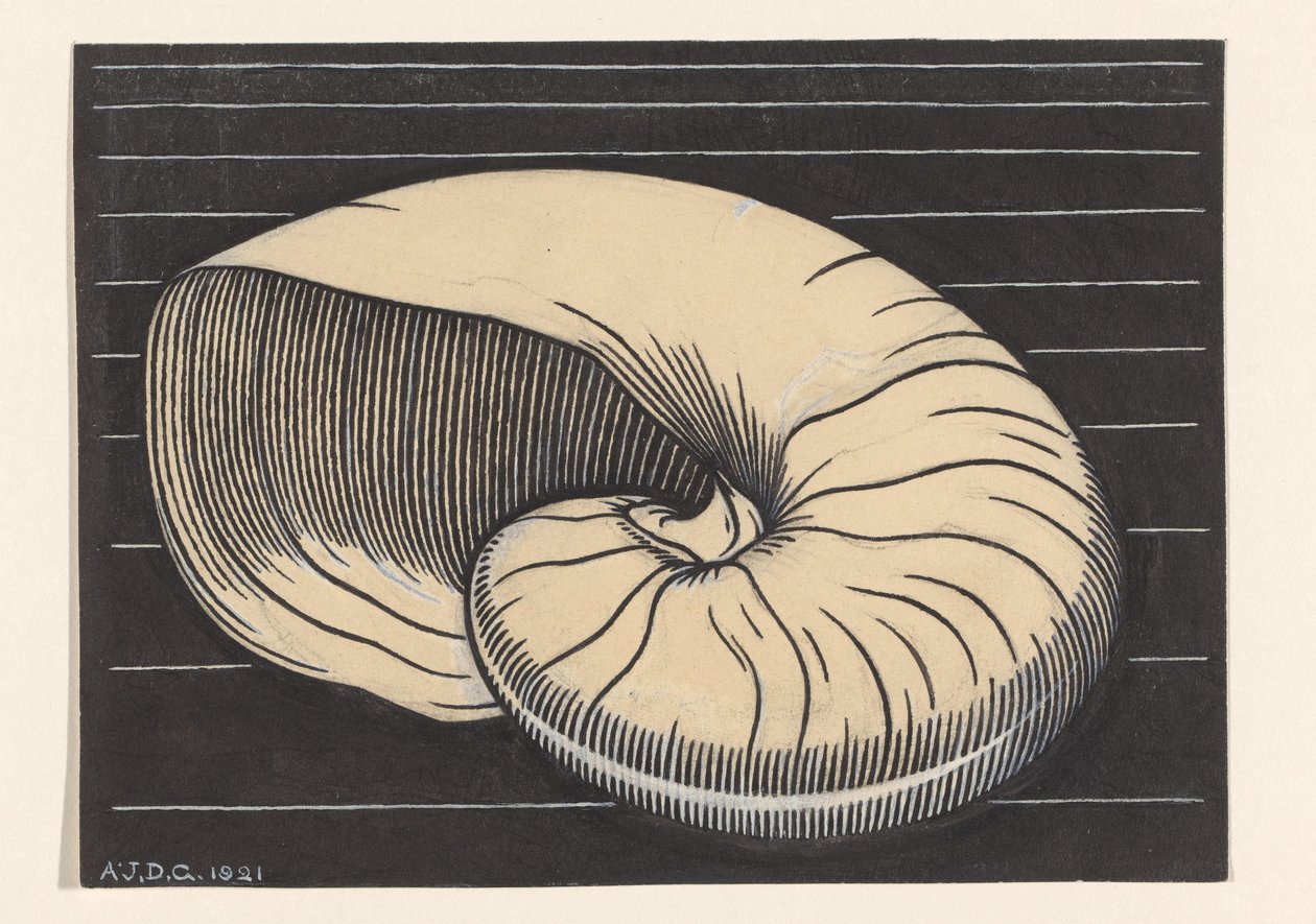 Nautilusschelp autorstwa Julie de Graag (signed by artist)