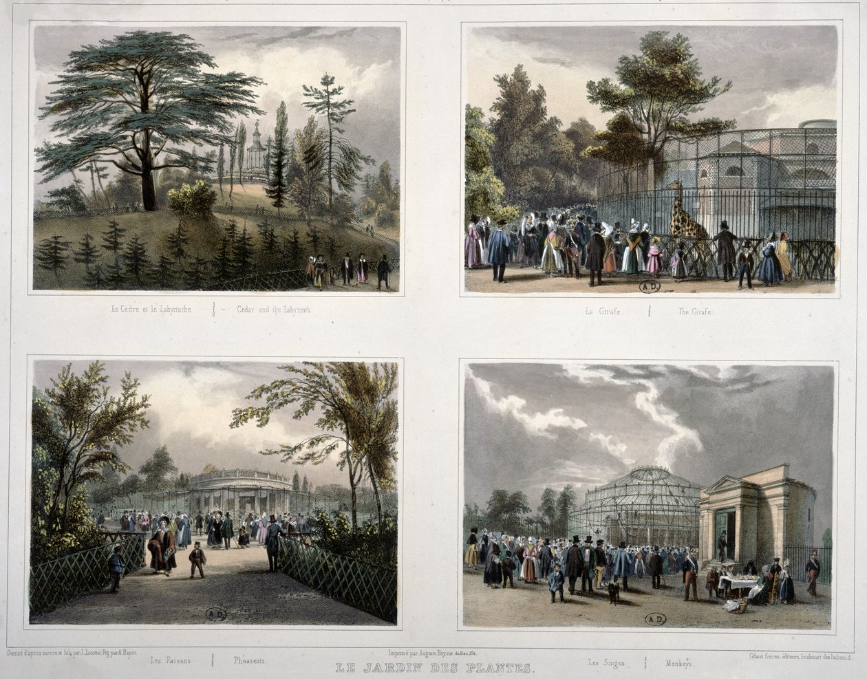 Jardin des Plantes w Paryżu: Cedr i Labirynt, Żyrafa, Bażanty, Małpy autorstwa Jean Jacottet