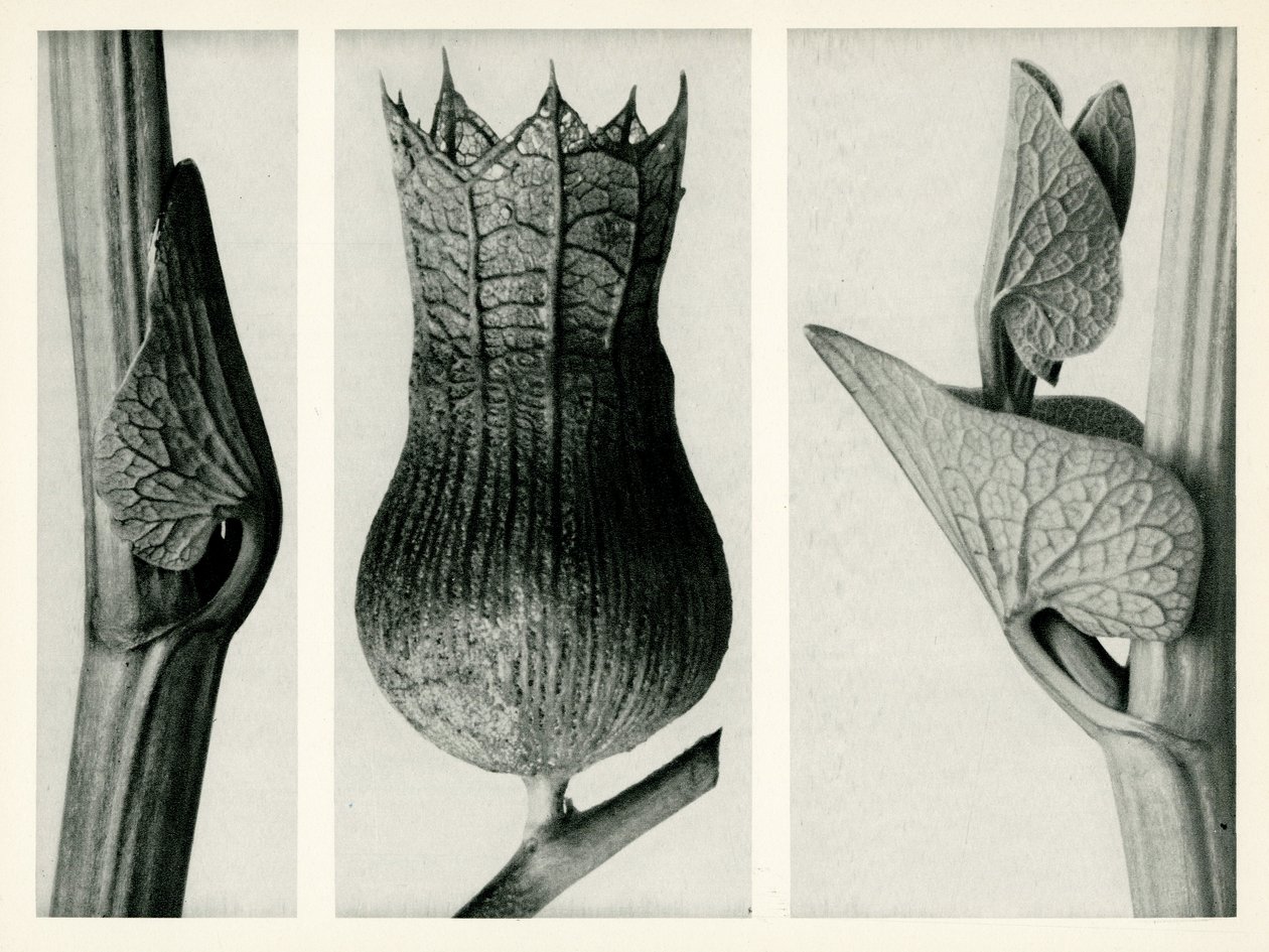 Aristolochia Clematitis. 1929 (fotograwiura) autorstwa Karl Blossfeldt