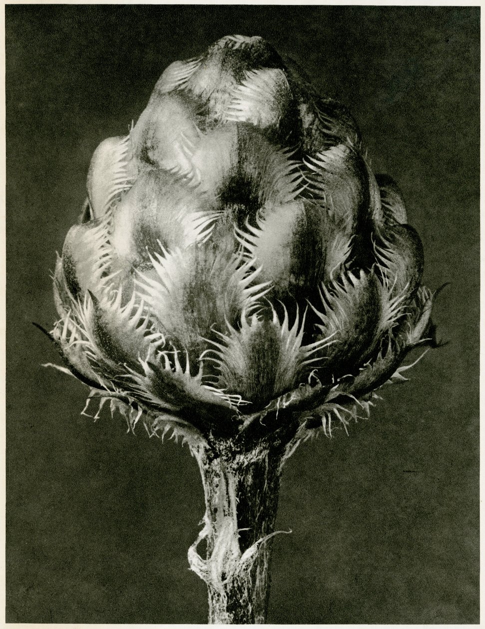 Centaurea Grecesina. 1929 (fotograwiura) autorstwa Karl Blossfeldt