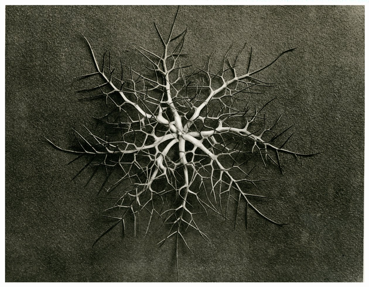 Czarnuszka Damascena. 1929 (fotograwiura) autorstwa Karl Blossfeldt