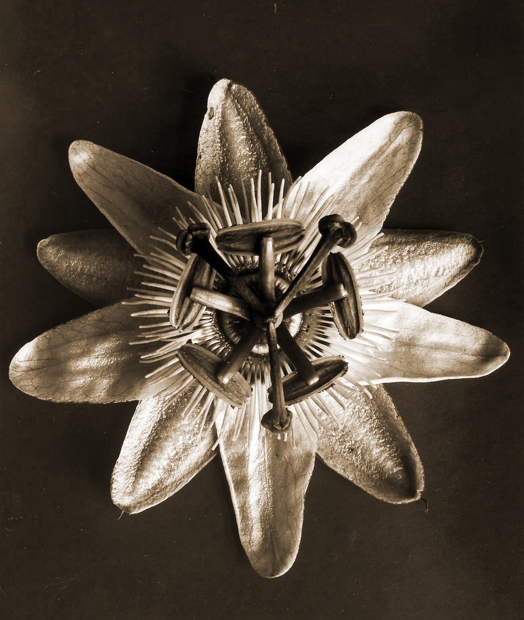 Passiflora, 1929 (fotograwiura) autorstwa Karl Blossfeldt