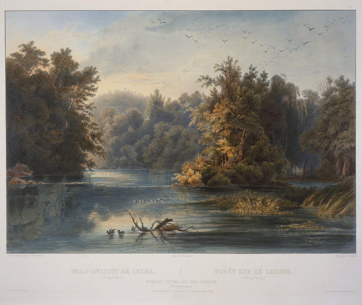 Scena leśna na Lehigh autorstwa Karl Bodmer
