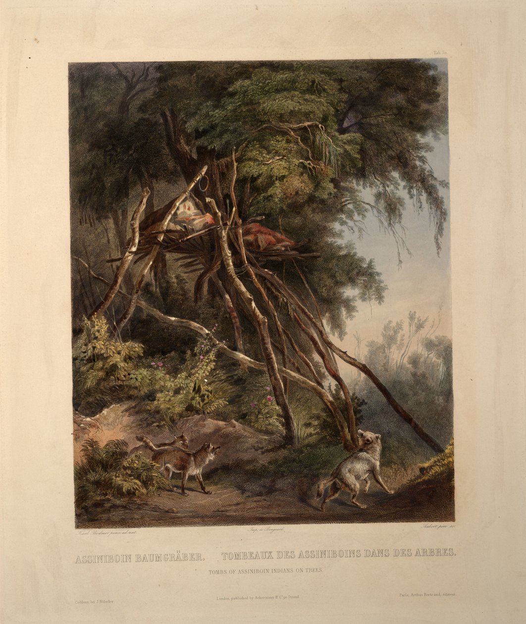 Grobowce Indian Assiniboin na drzewach autorstwa Karl Bodmer