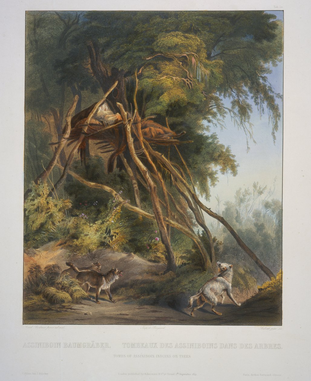 Grobowce Indian Assiniboin na drzewach autorstwa Karl Bodmer