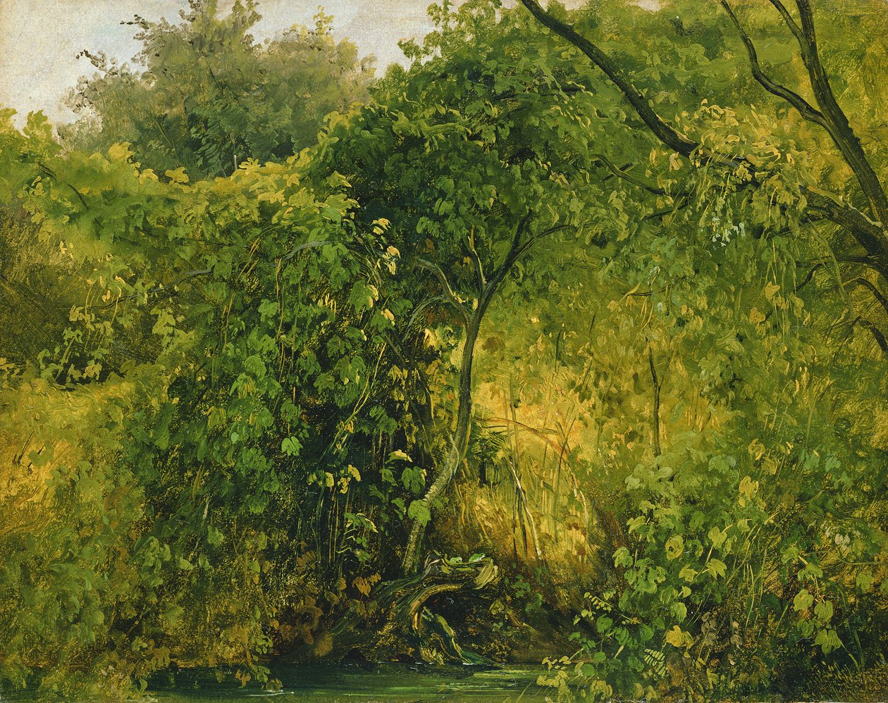 Krzaki w Pillnitz, ok. 1818-28 (olej na papierze) autorstwa Karl Gustav Carus