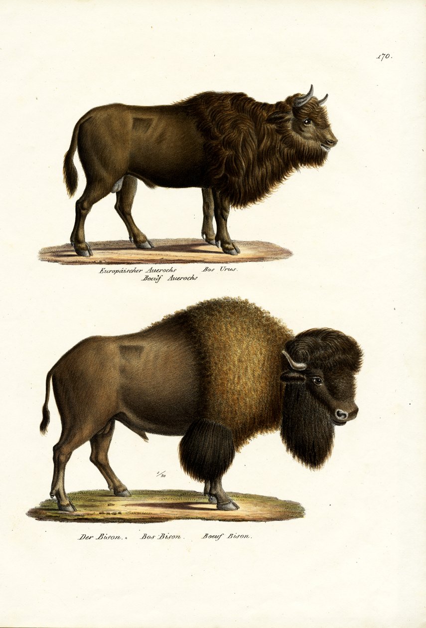 Aurochs, 1824 autorstwa Karl Joseph Brodtmann