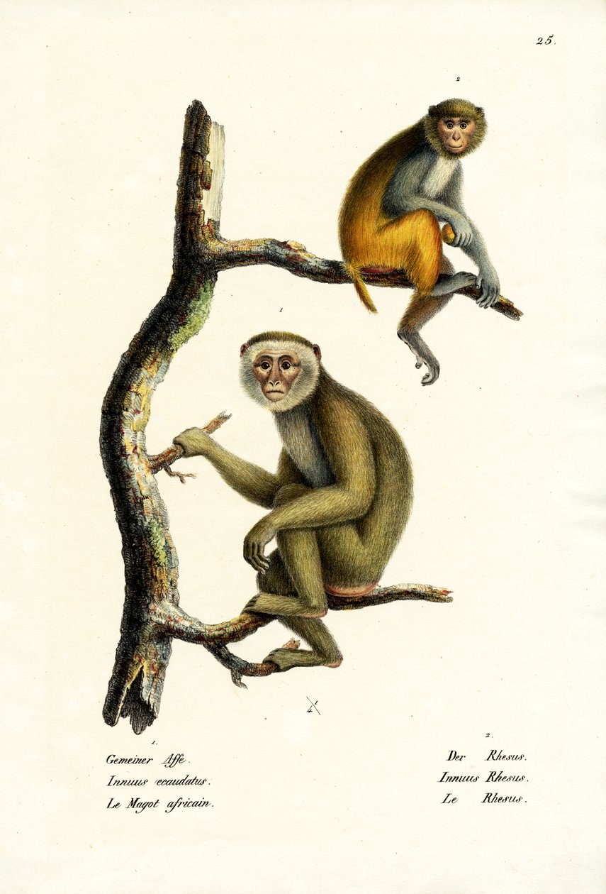 Makak berberyjski, 1824 autorstwa Karl Joseph Brodtmann