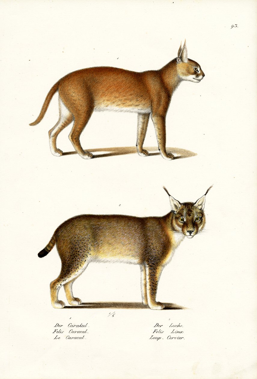 Karakal, 1824 autorstwa Karl Joseph Brodtmann