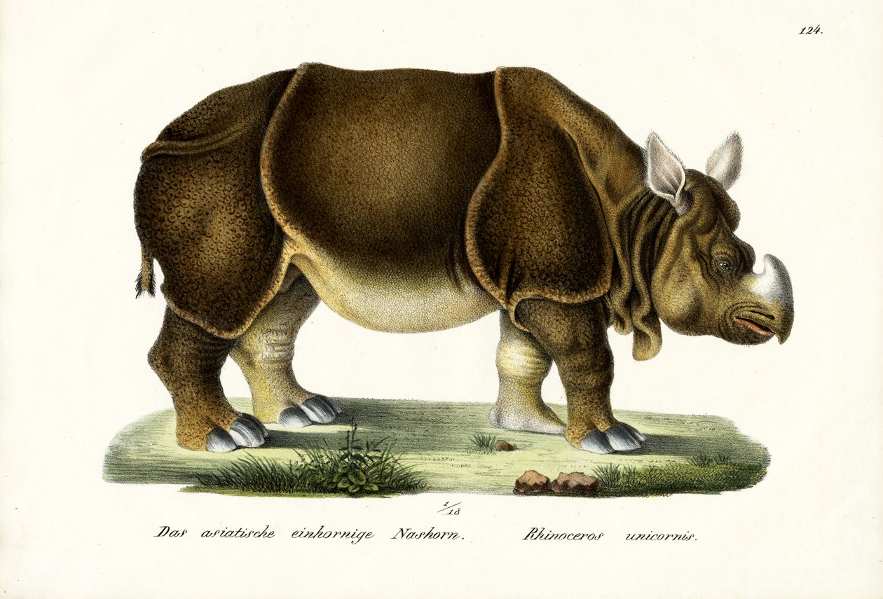 Nosorożec wielki indyjski, 1824 autorstwa Karl Joseph Brodtmann