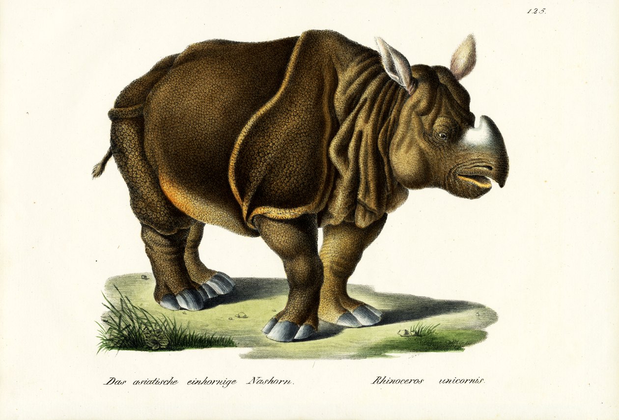 Nosorożec indyjski, 1824 autorstwa Karl Joseph Brodtmann