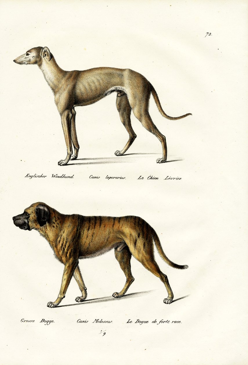 Chart, 1824 autorstwa Karl Joseph Brodtmann