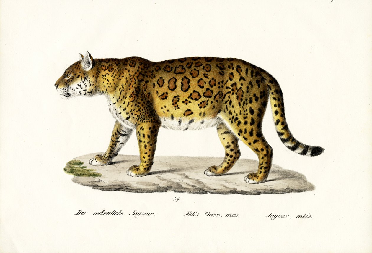 Jaguar, 1824 autorstwa Karl Joseph Brodtmann